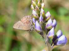 Frosted Elfin butterfly visiting flowering plant