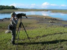 bird surveys, bird monitoring