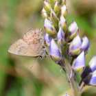 Frosted Elfin butterfly visiting flowering plant